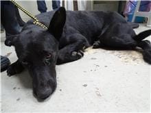 【待認養】混種犬 狗 (男生) - 臺北市動物之家