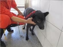 【待認養】混種犬 狗 (女生) - 桃園市動物保護教育園區