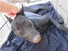 【待認養】混種犬 狗 (女生) - 桃園市動物保護教育園區