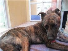 【待認養】混種犬 狗 (男生) - 新竹市動物保護教育園區