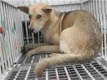 【待認養】混種犬 狗 (男生) - 桃園市動物保護教育園區