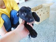 【待認養】混種犬 狗 (女生) - 桃園市動物保護教育園區
