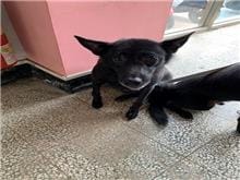 【待認養】混種犬 狗 (女生) - 桃園市動物保護教育園區