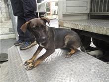 【待認養】混種犬 狗 (女生) - 南投縣公立動物收容所