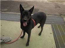 【待認養】混種犬 狗 (女生) - 新北市板橋區公立動物之家