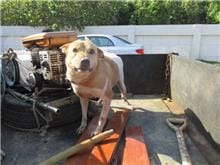 【待認養】混種犬 狗 (男生) - 桃園市動物保護教育園區