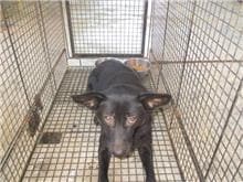 【待認養】混種犬 狗 (女生) - 桃園市動物保護教育園區