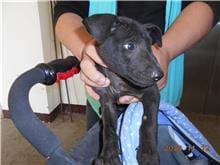 【待認養】混種犬 狗 (男生) - 桃園市動物保護教育園區