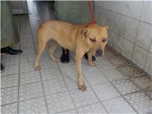 【待認養】混種犬 狗 (女生) - 南投縣公立動物收容所