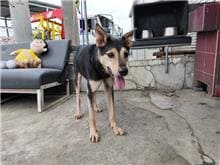 【待認養】混種犬 狗 (男生) - 南投縣公立動物收容所