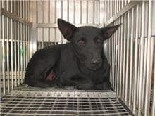 【待認養】混種犬 狗 (女生) - 桃園市動物保護教育園區