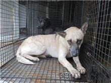 【待認養】混種犬 狗 (女生) - 桃園市動物保護教育園區