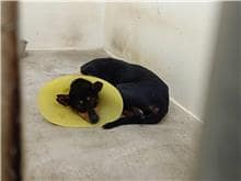 【待認養】混種犬 狗 (女生) - 臺北市動物之家