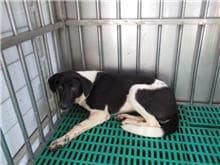 【待認養】混種犬 狗 (女生) - 南投縣公立動物收容所