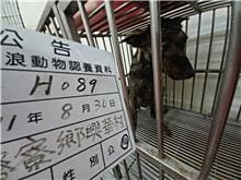 【待認養】混種犬 狗 (女生) - 雲林縣流浪動物收容所