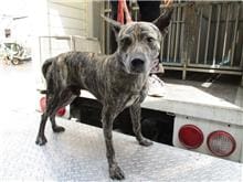 【待認養】混種犬 狗 (男生) - 南投縣公立動物收容所