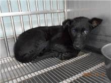 【待認養】混種犬 狗 (女生) - 桃園市動物保護教育園區