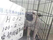 【待認養】混種犬 狗 (女生) - 雲林縣流浪動物收容所