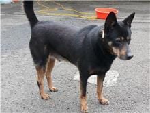 【待認養】混種犬 狗 (男生) - 臺北市動物之家