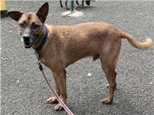 【待認養】混種犬 狗 (男生) - 臺北市動物之家
