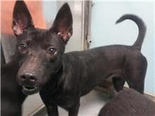 【待認養】混種犬 狗 (女生) - 臺北市動物之家