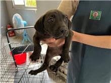 【待認養】混種犬 狗 (女生) - 新竹市動物保護教育園區