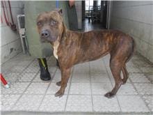 【待認養】比特犬 狗 (女生) - 南投縣公立動物收容所