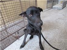 【待認養】混種犬 狗 (男生) - 新竹市動物保護教育園區