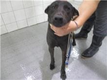 【待認養】混種犬 狗 (男生) - 桃園市動物保護教育園區