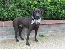 【待認養】混種犬 狗 (男生) - 南投縣公立動物收容所