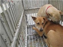 【待認養】混種犬 狗 (女生) - 桃園市動物保護教育園區