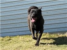【待認養】混種犬 狗 (女生) - 新竹市動物保護教育園區