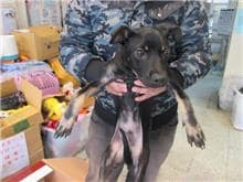 【待認養】混種犬 狗 (男生) - 桃園市動物保護教育園區