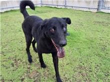 【待認養】混種犬 狗 (男生) - 新竹市動物保護教育園區