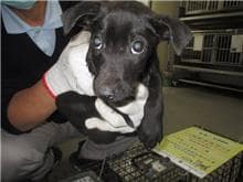 【待認養】混種犬 狗 (男生) - 桃園市動物保護教育園區