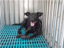 【待認養】混種犬 狗 (男生) - 南投縣公立動物收容所