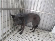 【待認養】混種犬 狗 (女生) - 南投縣公立動物收容所