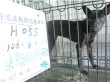 【待認養】混種犬 狗 (女生) - 雲林縣流浪動物收容所