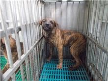 【待認養】混種犬 狗 (女生) - 南投縣公立動物收容所