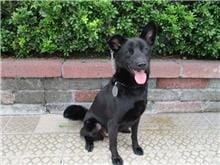 【待認養】混種犬 狗 (女生) - 南投縣公立動物收容所