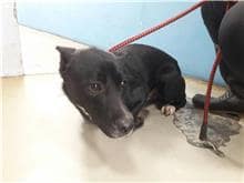 【待認養】混種犬 狗 (男生) - 臺北市動物之家
