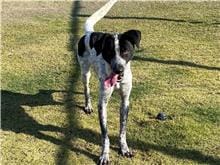 【待認養】混種犬 狗 (男生) - 新竹市動物保護教育園區