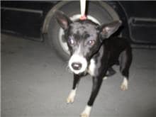 【待認養】混種犬 狗 (女生) - 桃園市動物保護教育園區