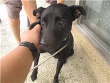 【待認養】混種犬 狗 (女生) - 桃園市動物保護教育園區