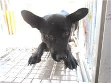 【待認養】混種犬 狗 (女生) - 桃園市動物保護教育園區