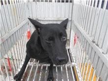 【待認養】混種犬 狗 (女生) - 桃園市動物保護教育園區
