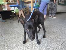 【待認養】混種犬 狗 (女生) - 桃園市動物保護教育園區