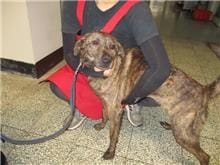 【待認養】混種犬 狗 (男生) - 桃園市動物保護教育園區