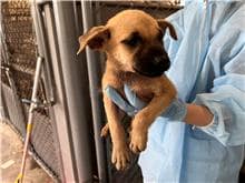 【待認養】混種犬 狗 (女生) - 新竹市動物保護教育園區