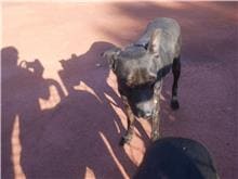 【待認養】混種犬 狗 (男生) - 新北市板橋區公立動物之家